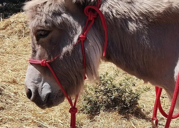 Sa Domo De Lillo E Arturo